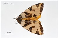 藏品(後黃斜帶毒蛾)的圖片